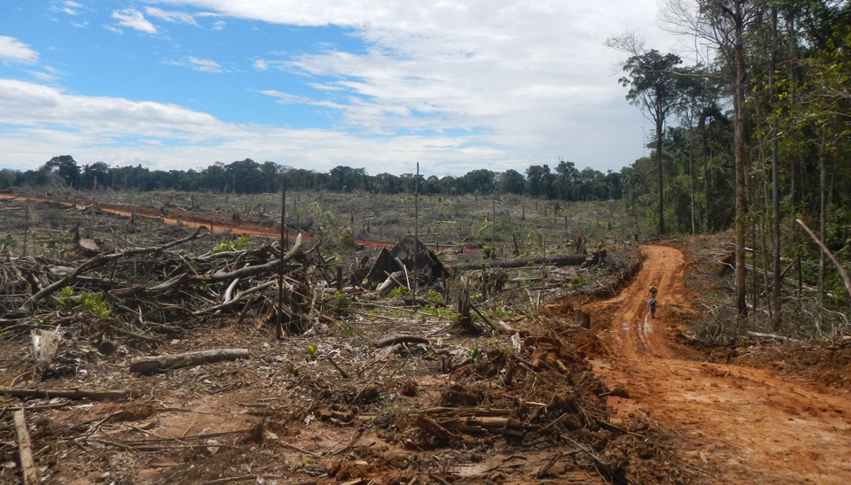 Deforestación y pérdida de tierras en la selva
