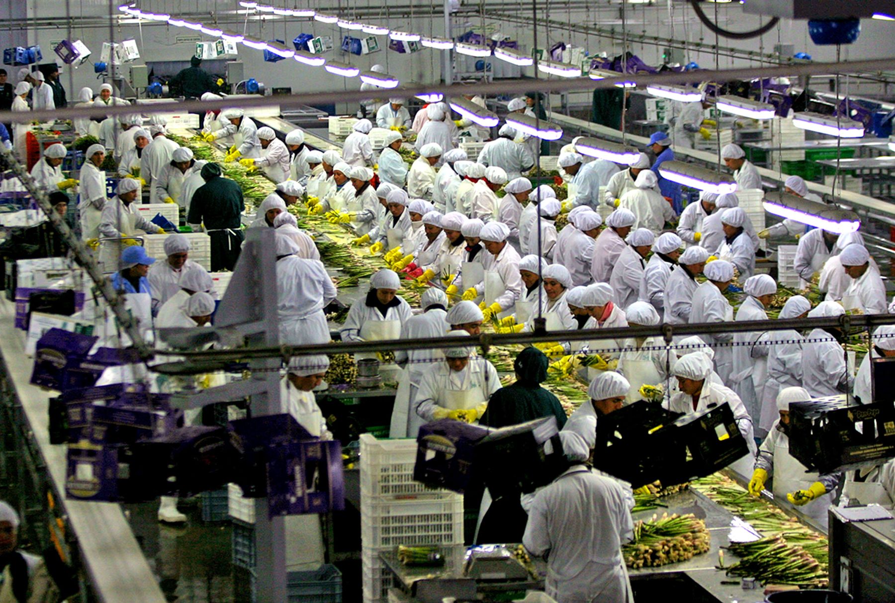 Los mayores despachos de las agroexportaciones han generado que se generen 856.5 mil puestos de trabajo. Foto: Andina.